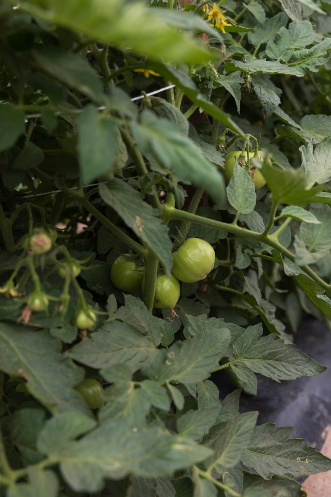 Green tomatoes growing on a vine amidst lush green leaves in an agricultural setting.