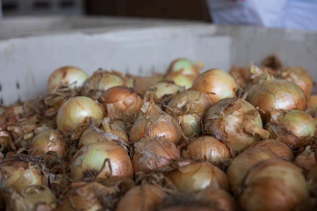 A close-up view of freshly harvested onions piled in a container.
