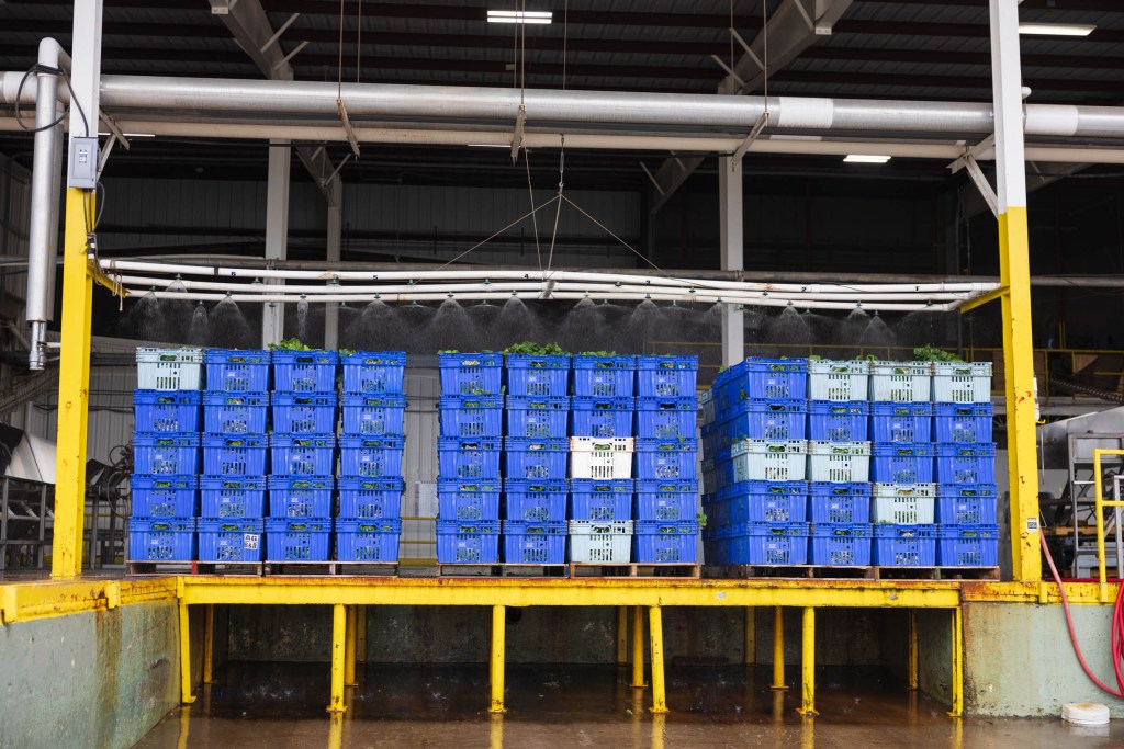 Blue plastic crates stacked on a platform with overhead sprinklers watering the produce in a processing facility.