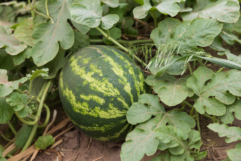 A ripe watermelon nestled among green leaves in a field.
